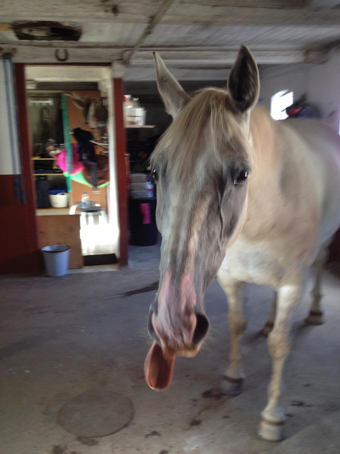 Hollandsk Varmblod Hedley's Boy - Foto: mig billede 6