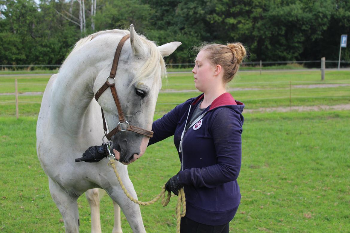 Hollandsk Varmblod Hedley's Boy - Foto: min mor billede 7