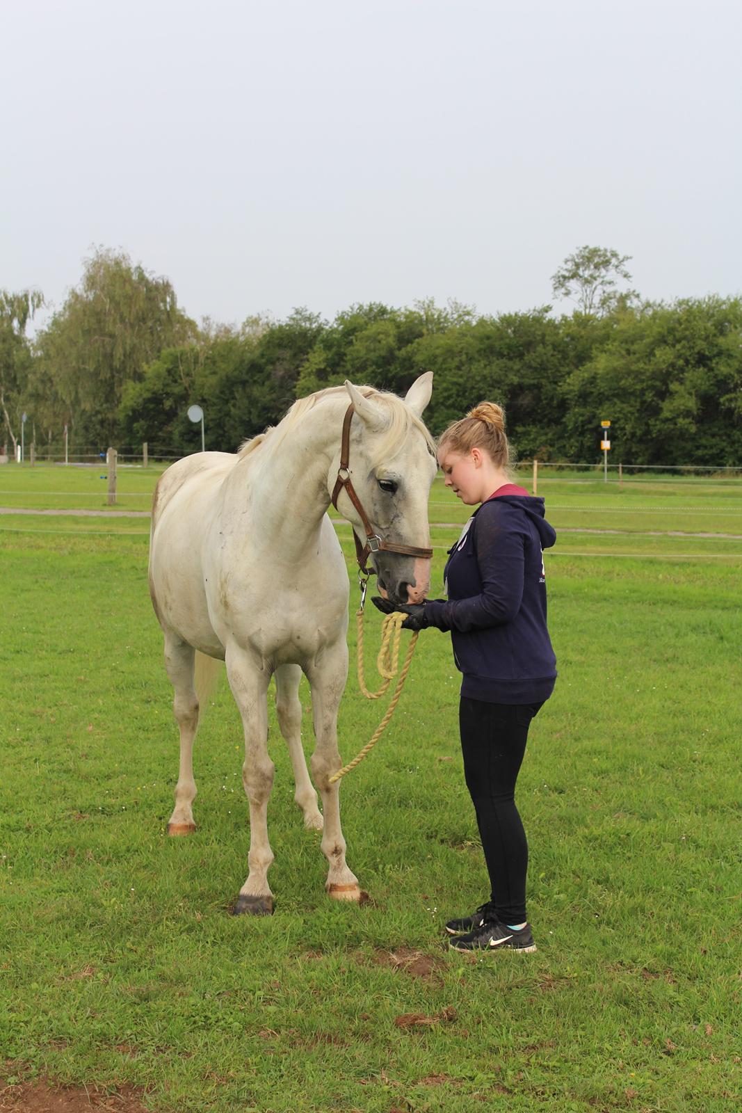Hollandsk Varmblod Hedley's Boy - Gi' mig godbider! Foto: min mor billede 8