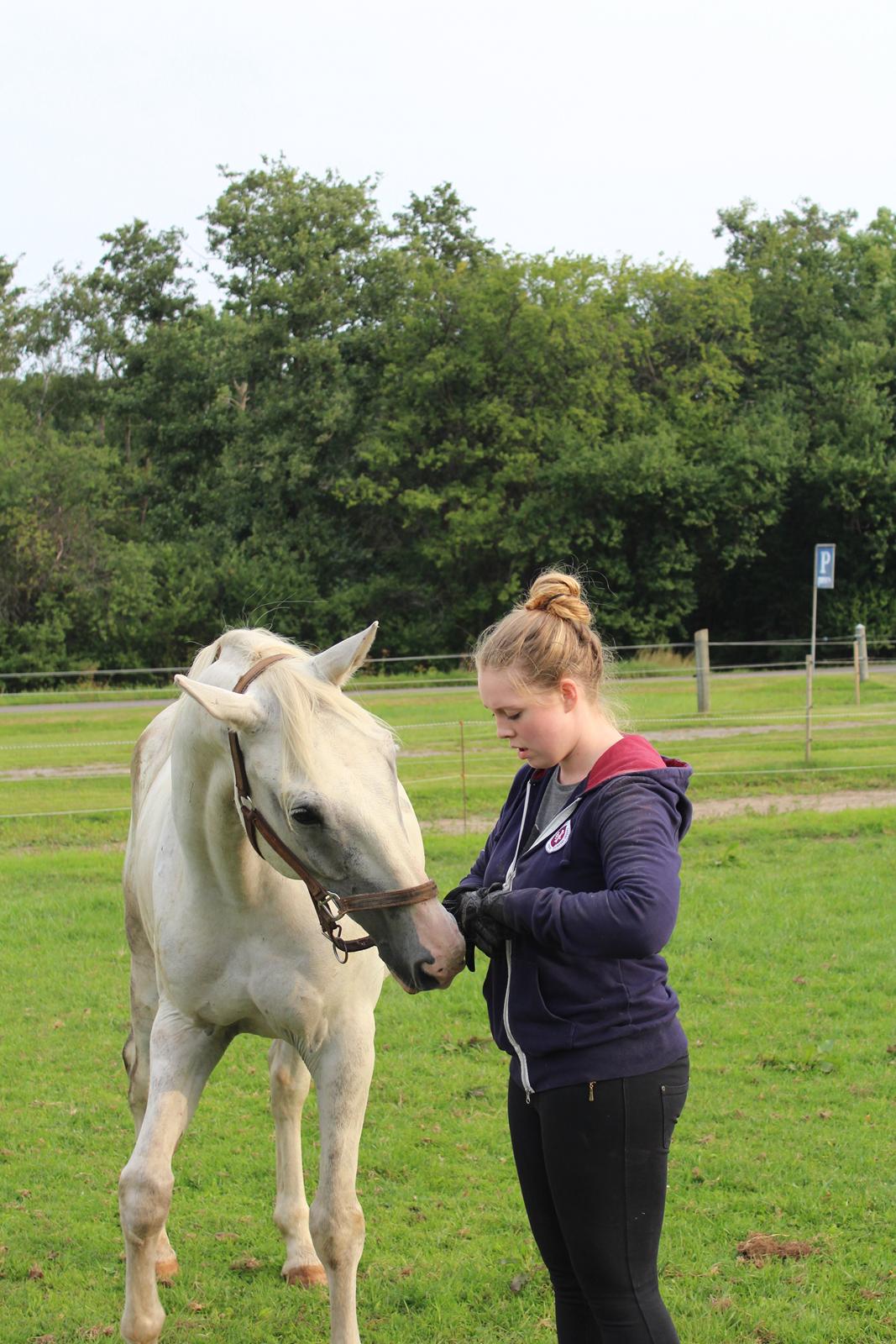 Hollandsk Varmblod Hedley's Boy - "Jeg ved hvor du gemmer dine godbider!" Foto: min mor billede 10