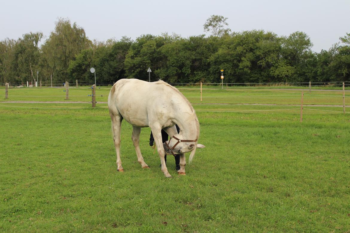 Hollandsk Varmblod Hedley's Boy - Foto: min mor billede 9