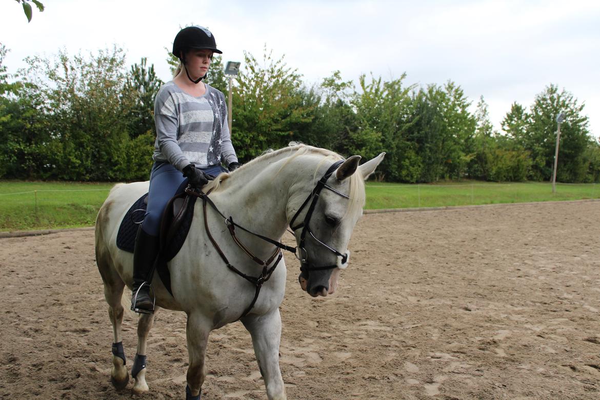 Hollandsk Varmblod Hedley's Boy - Foto: min mor billede 12