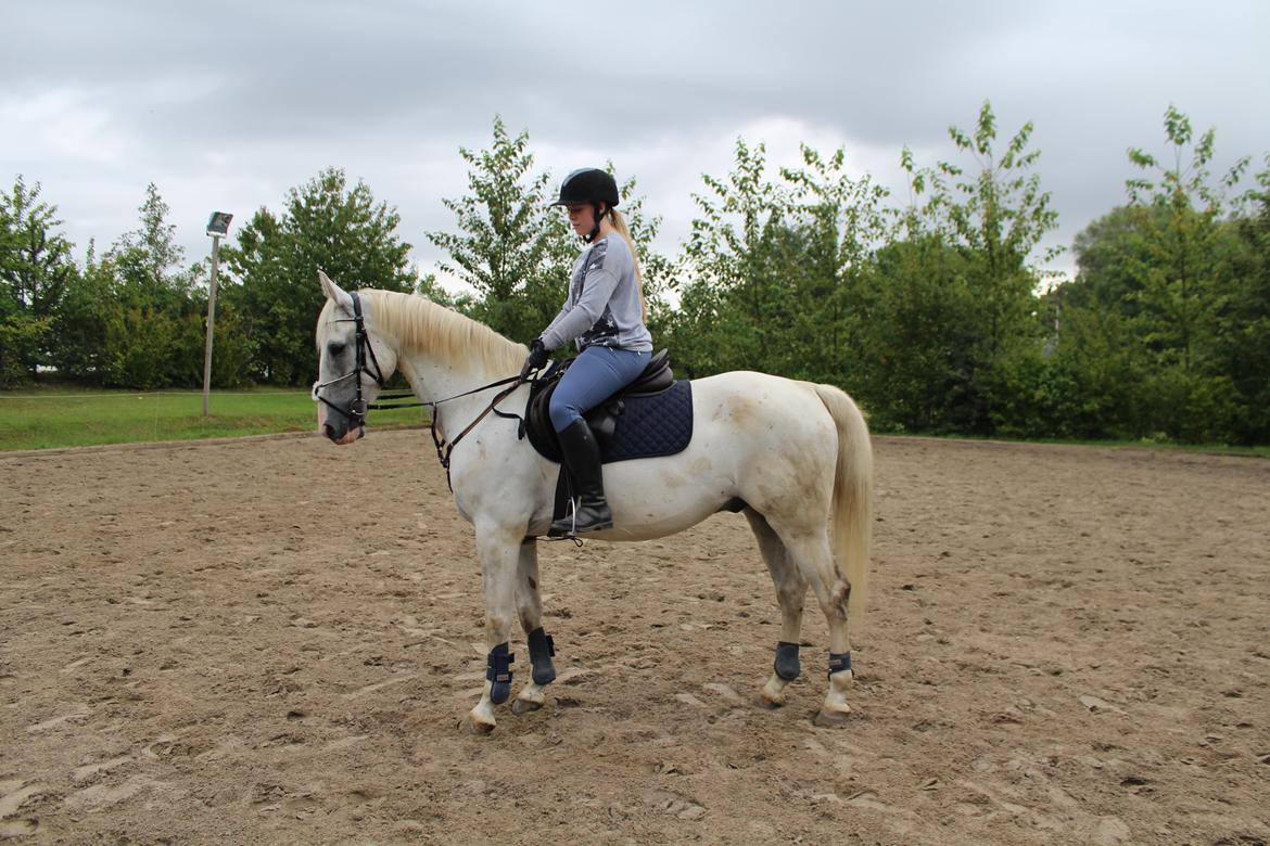 Hollandsk Varmblod Hedley's Boy - Foto: min mor billede 13