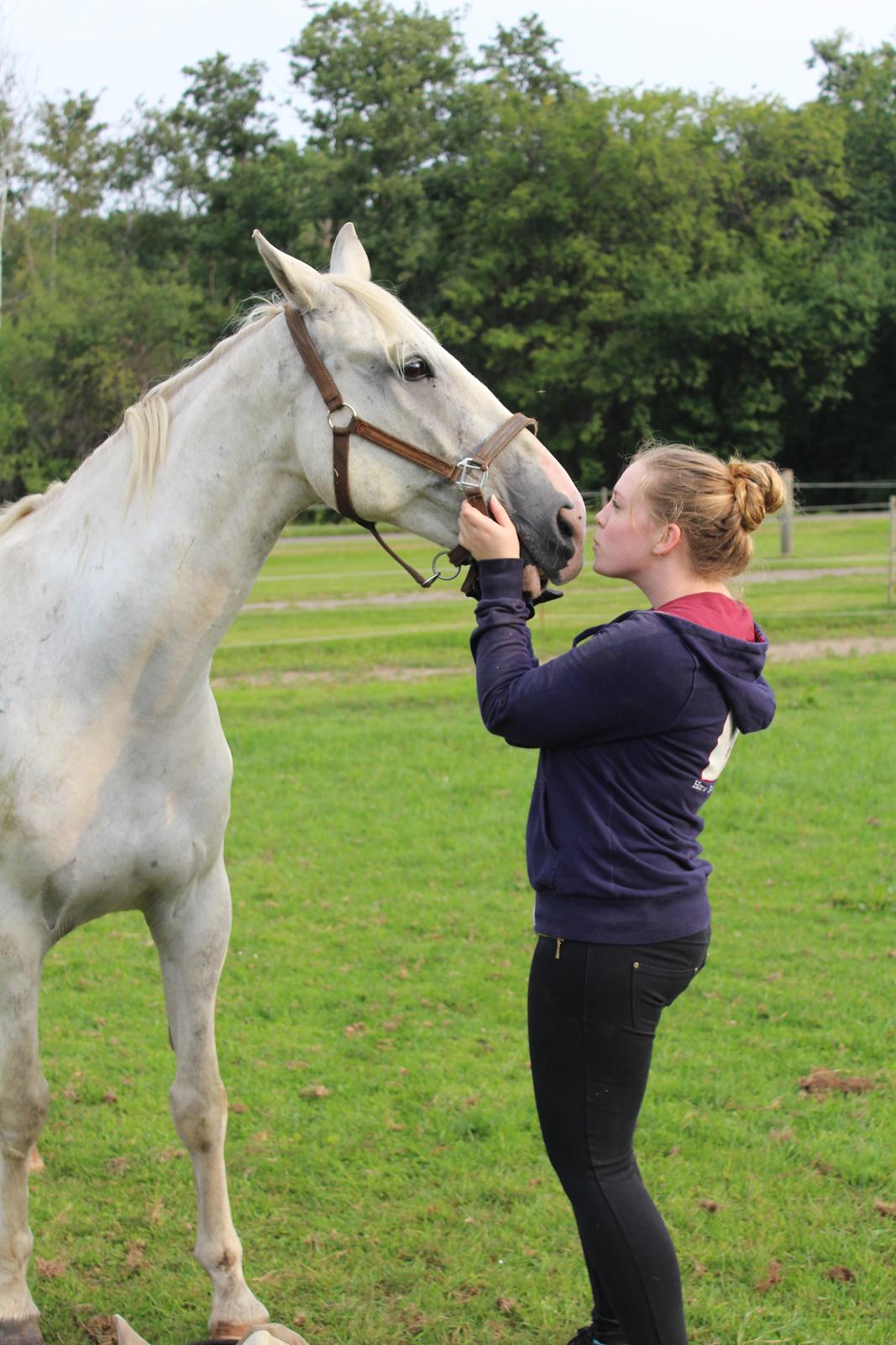 Hollandsk Varmblod Hedley's Boy - Et lille kys er altid godt<3 Foto: min mor billede 11