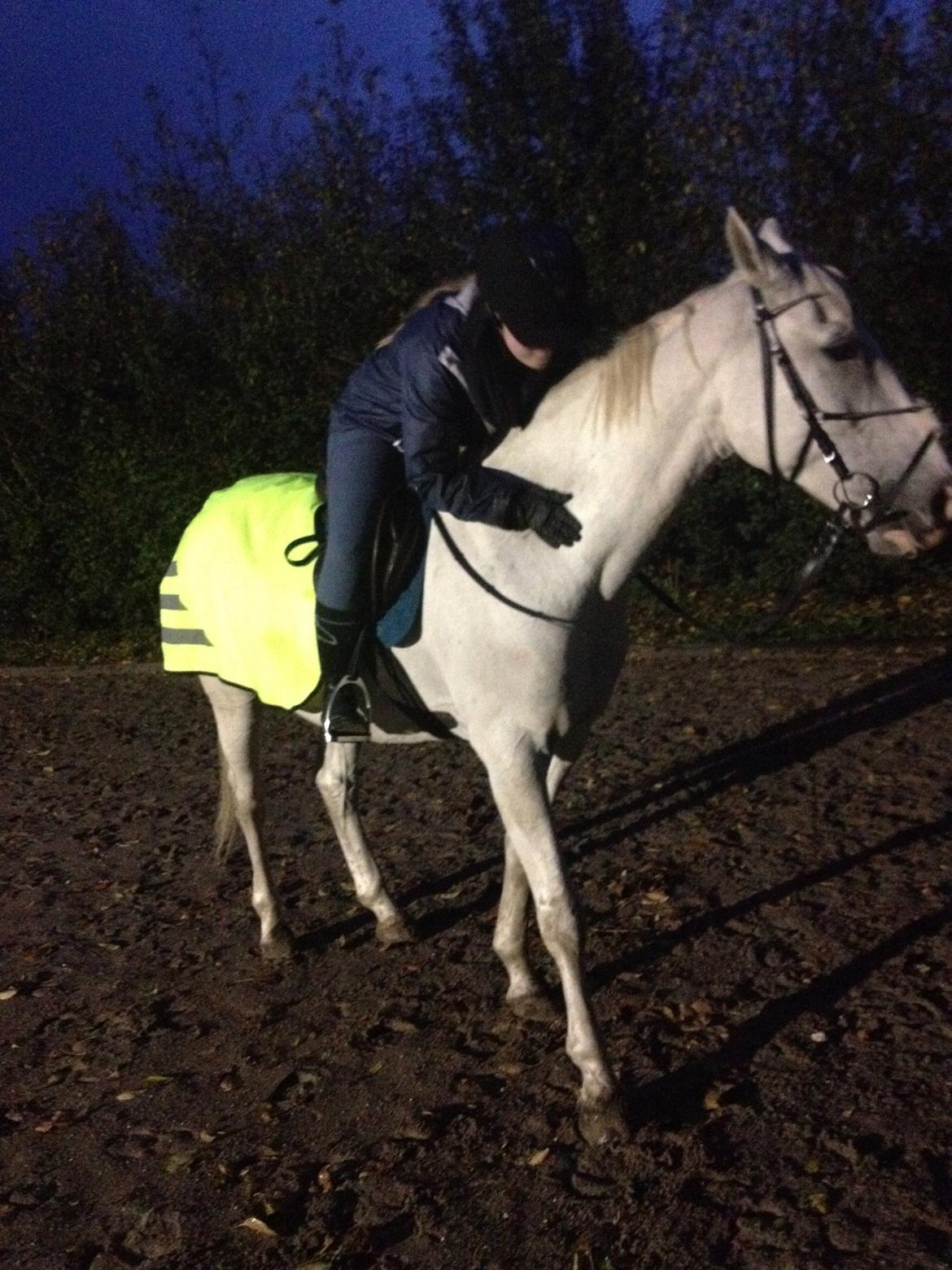 Hollandsk Varmblod Hedley's Boy - En lile krammer i mørket Foto: min far billede 15