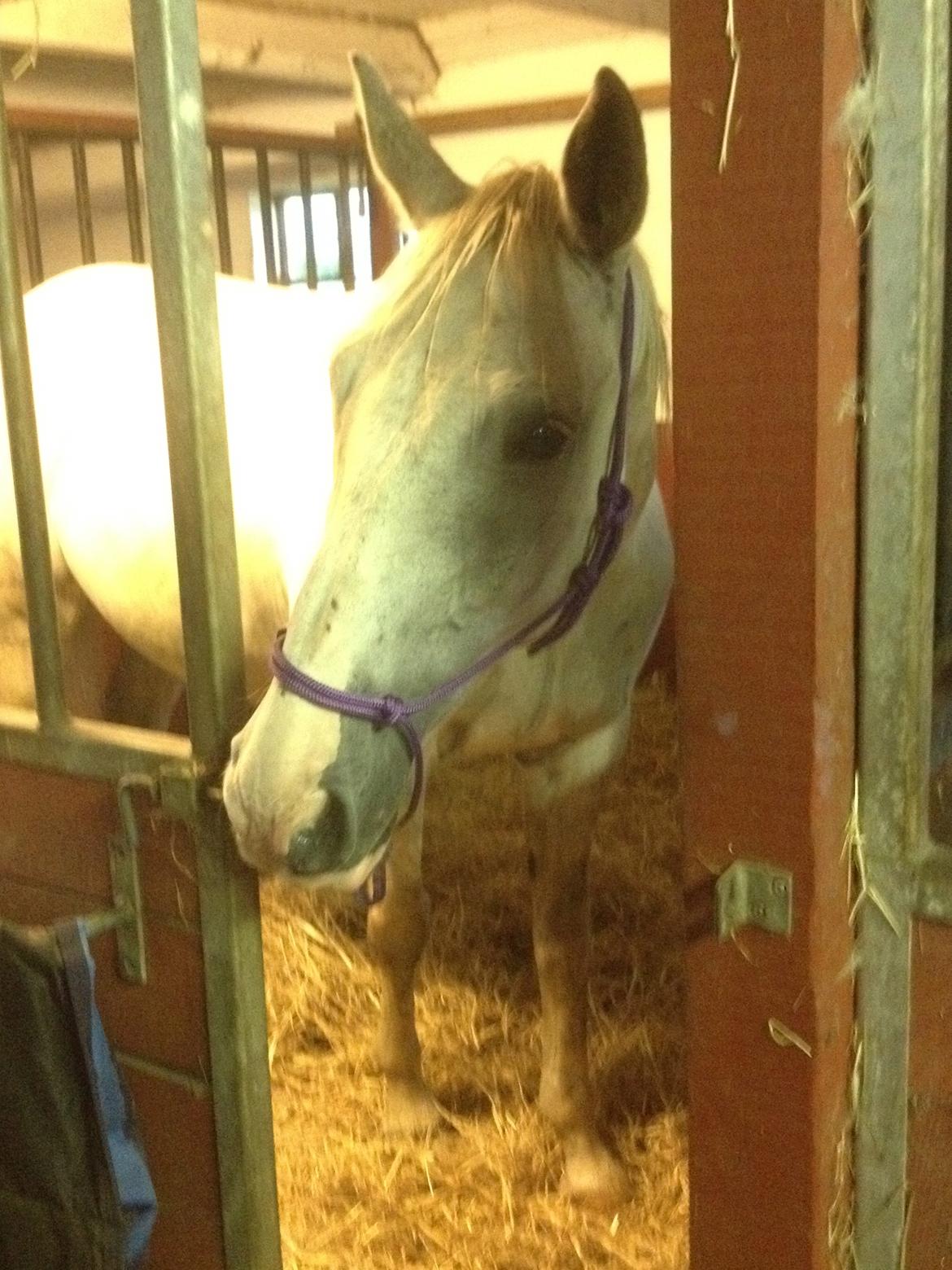 Hollandsk Varmblod Hedley's Boy - Lige efter et lille bad Foto: mig billede 14