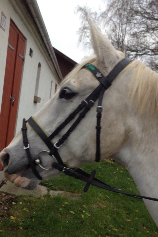 Hollandsk Varmblod Hedley's Boy - Foto: min mor billede 16