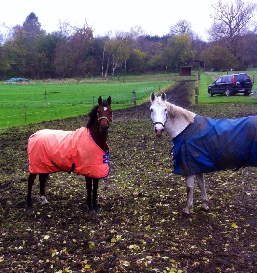 Hollandsk Varmblod Hedley's Boy - Boy og Zaron Foto: Louise billede 17