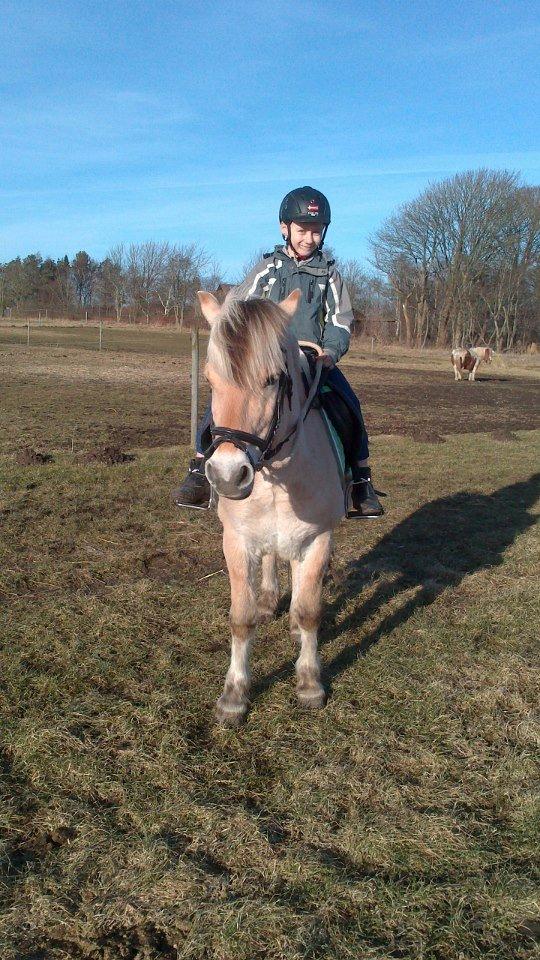 Fjordhest Ponker Præsten billede 9