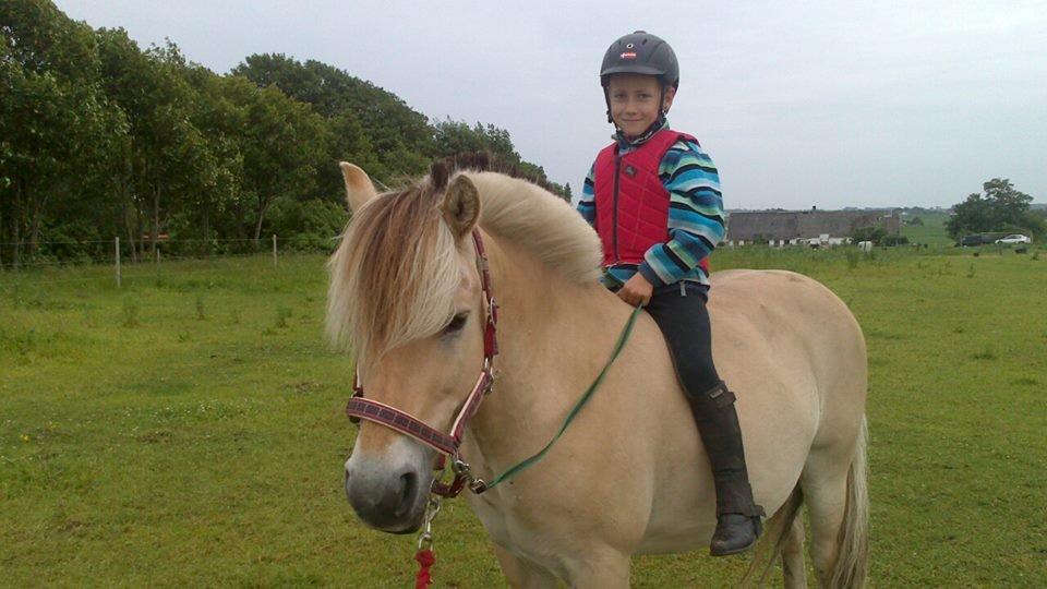 Fjordhest Ponker Præsten billede 7