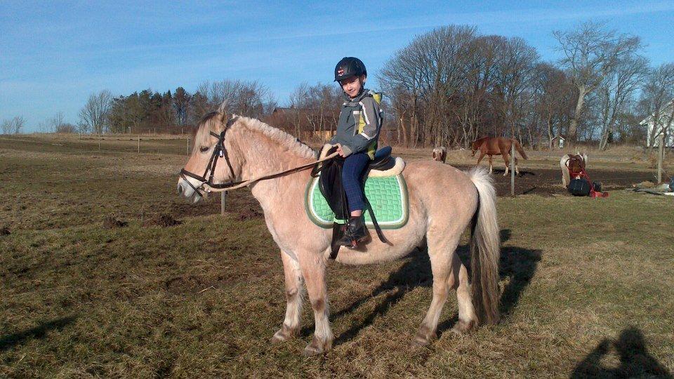 Fjordhest Ponker Præsten billede 11