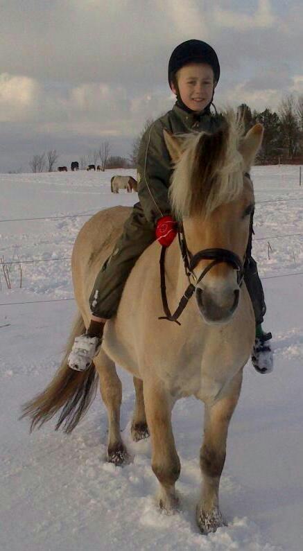 Fjordhest Ponker Præsten billede 3