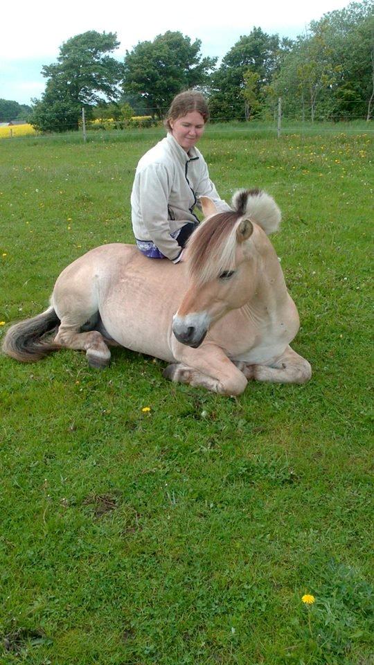Fjordhest Ponker Præsten billede 2