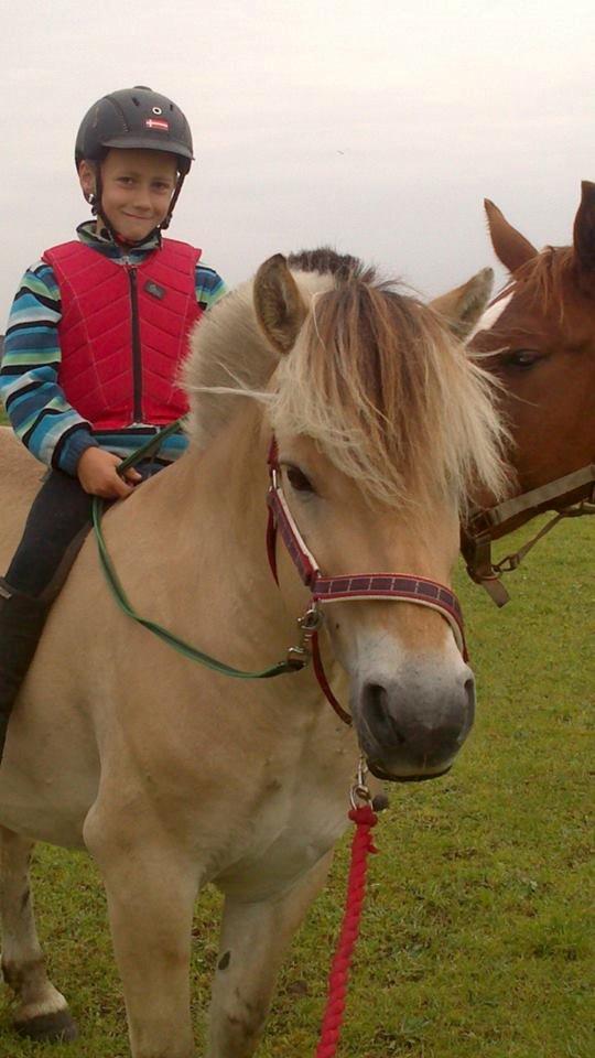 Fjordhest Ponker Præsten billede 12
