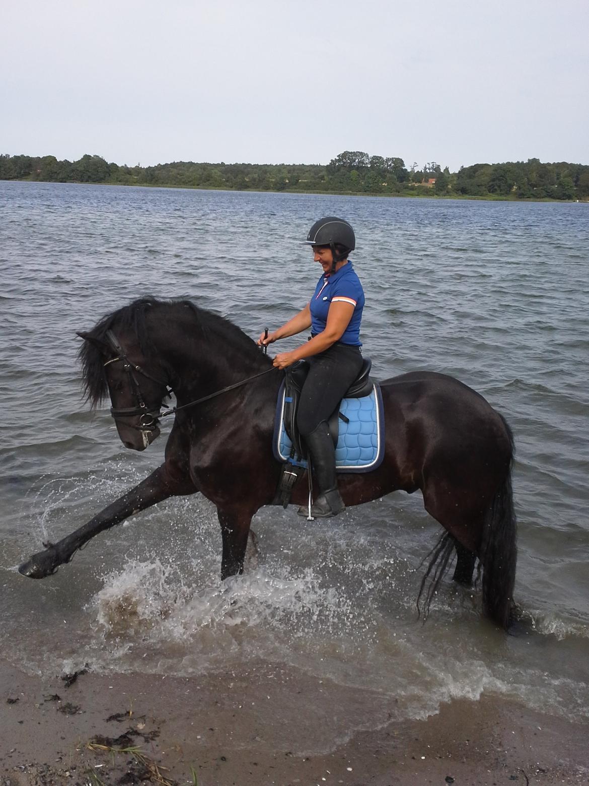 Frieser Alegro Ellemose  billede 13