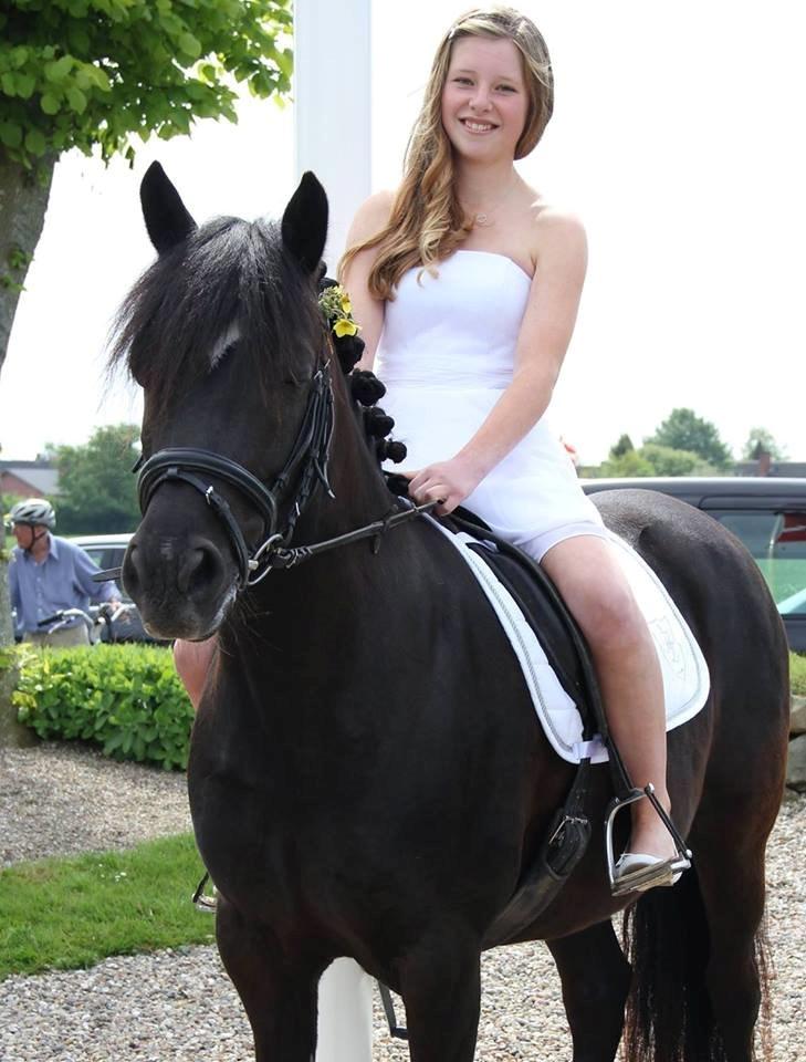 Welsh Cob (sec D) Lesto Havannah Klubmester 2013! billede 3