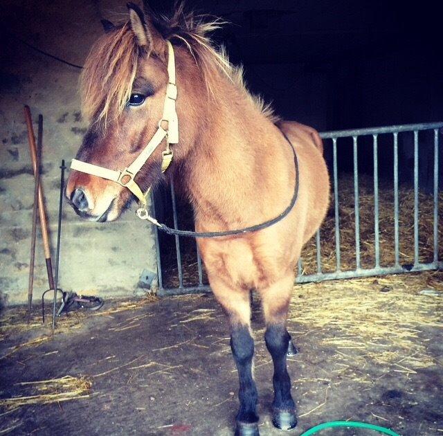 Islænder Magnus billede 17