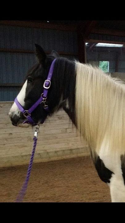 Irish Cob Daylight af sortemosegaard billede 13