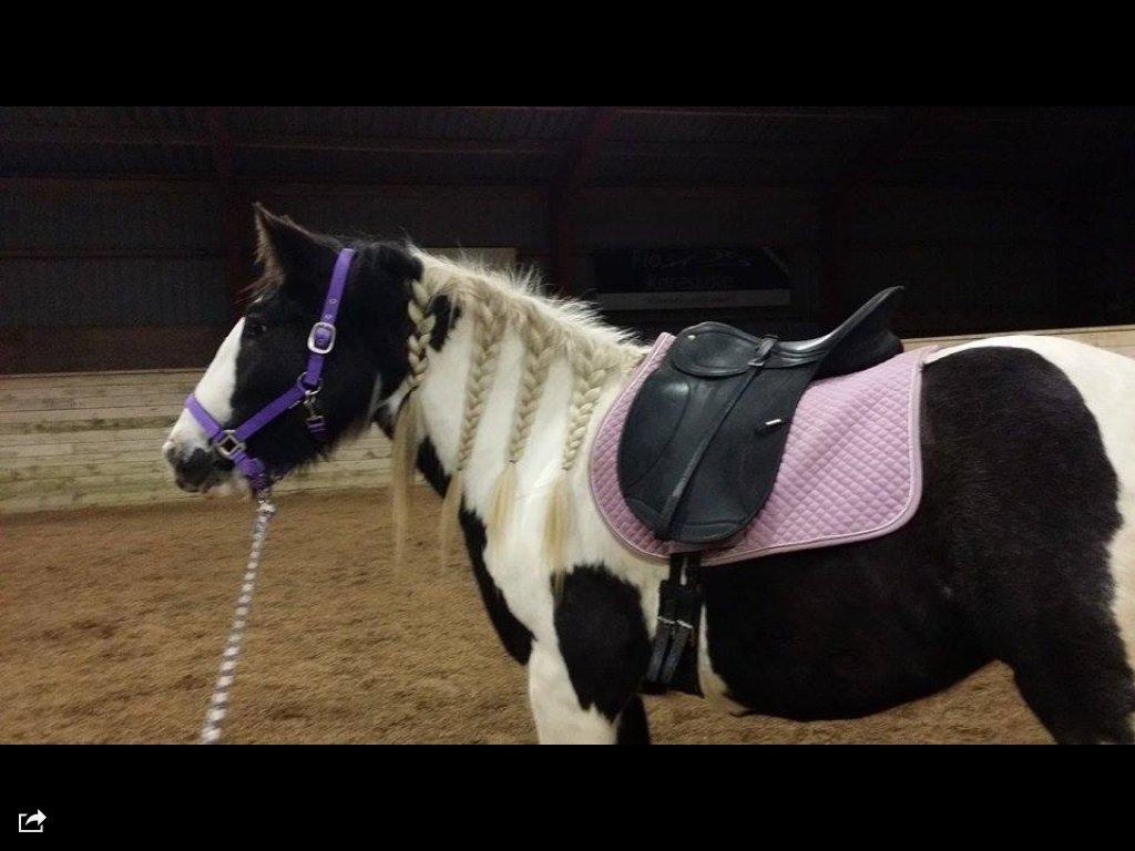 Irish Cob Daylight af sortemosegaard billede 17