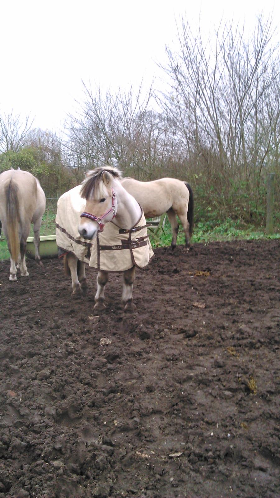 Fjordhest Ronni tidliger hest billede 7
