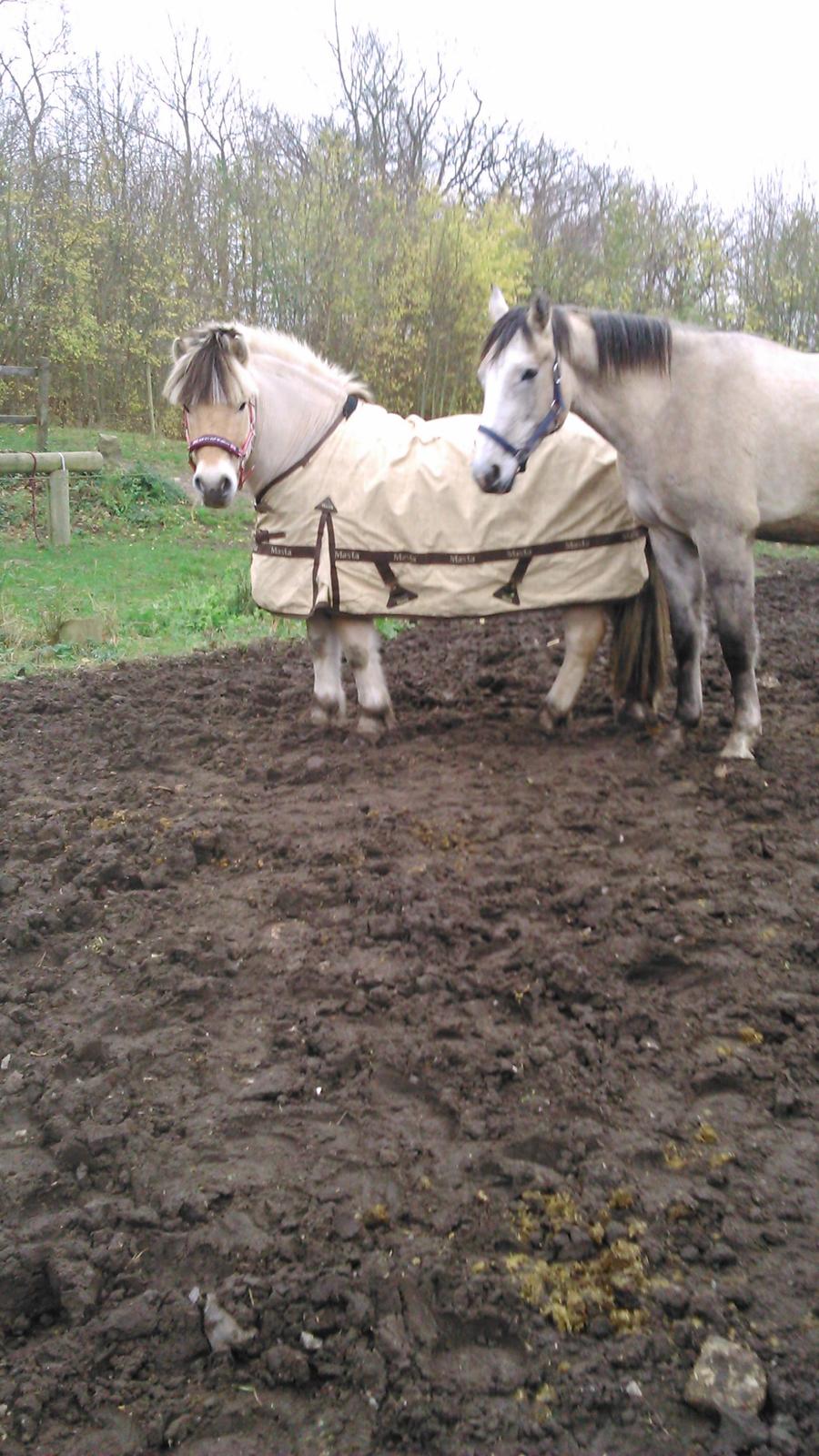 Fjordhest Ronni tidliger hest billede 8