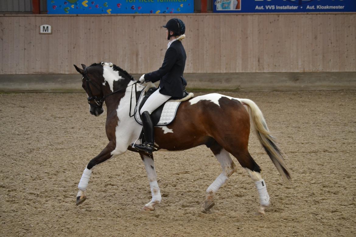 Dansk Varmblod Hedens Pacifique billede 3