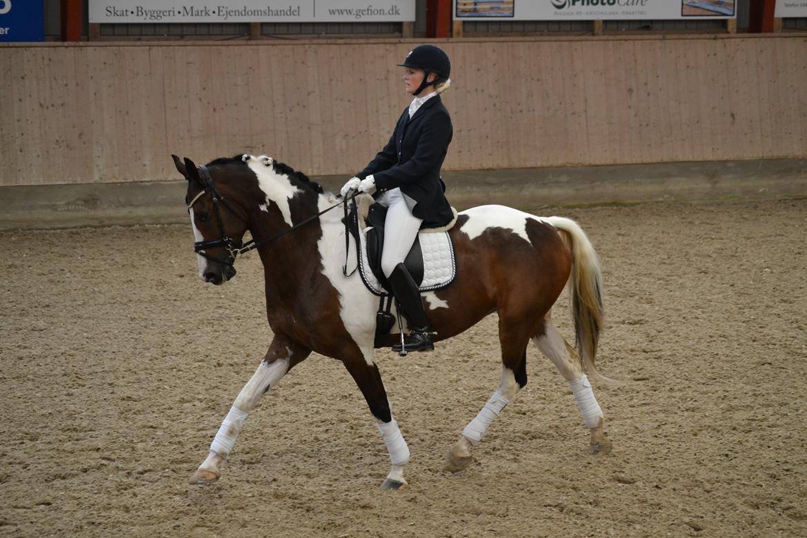 Dansk Varmblod Hedens Pacifique billede 16