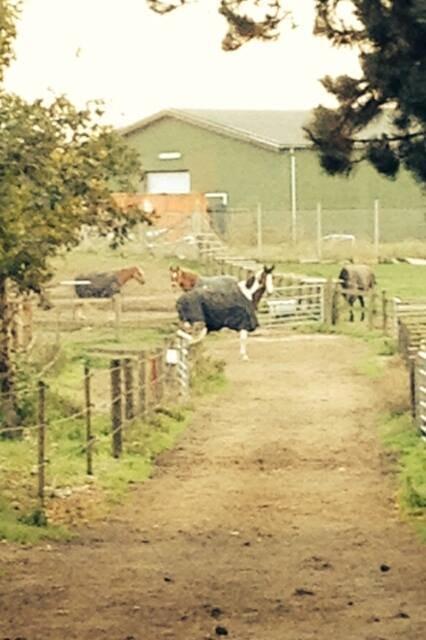 Dansk Varmblod Hedens Pacifique - Dagen hvor han smed grimen og hoppede over lågen på folden ;) billede 7