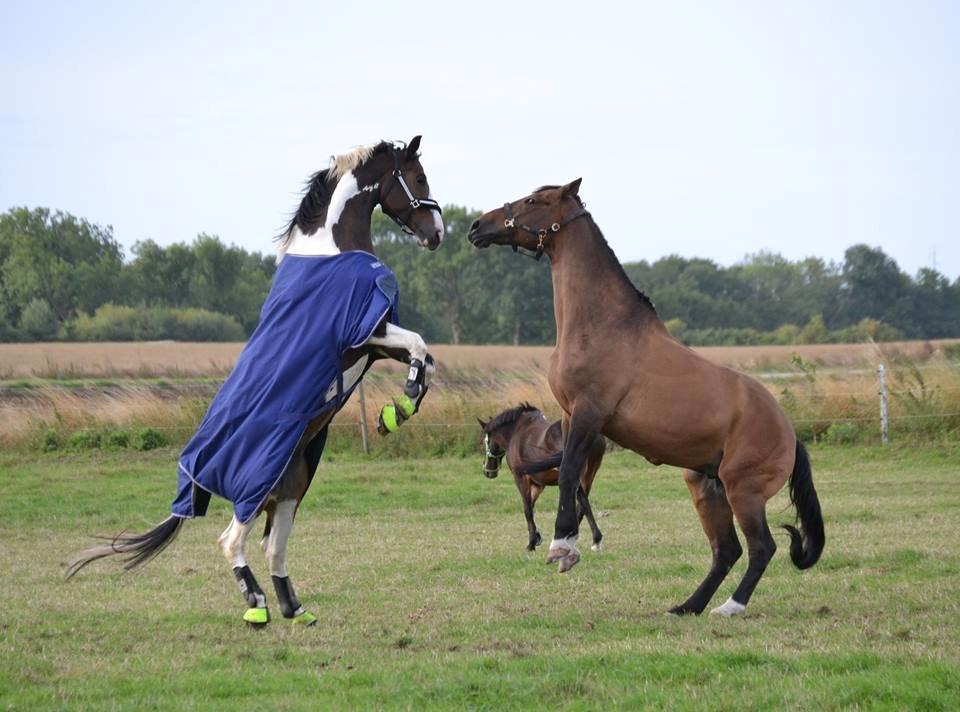 Dansk Varmblod Hedens Pacifique - Første dag på fold. Mangler ingen selvtillid ;) billede 9