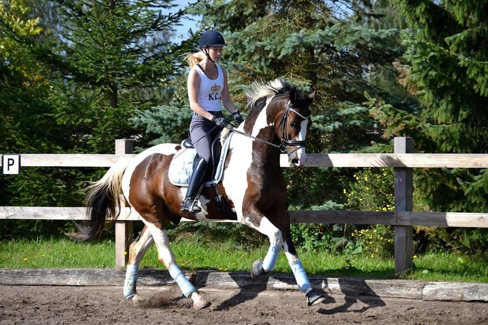 Dansk Varmblod Hedens Pacifique - Undervisning ved Dennis Holst billede 12