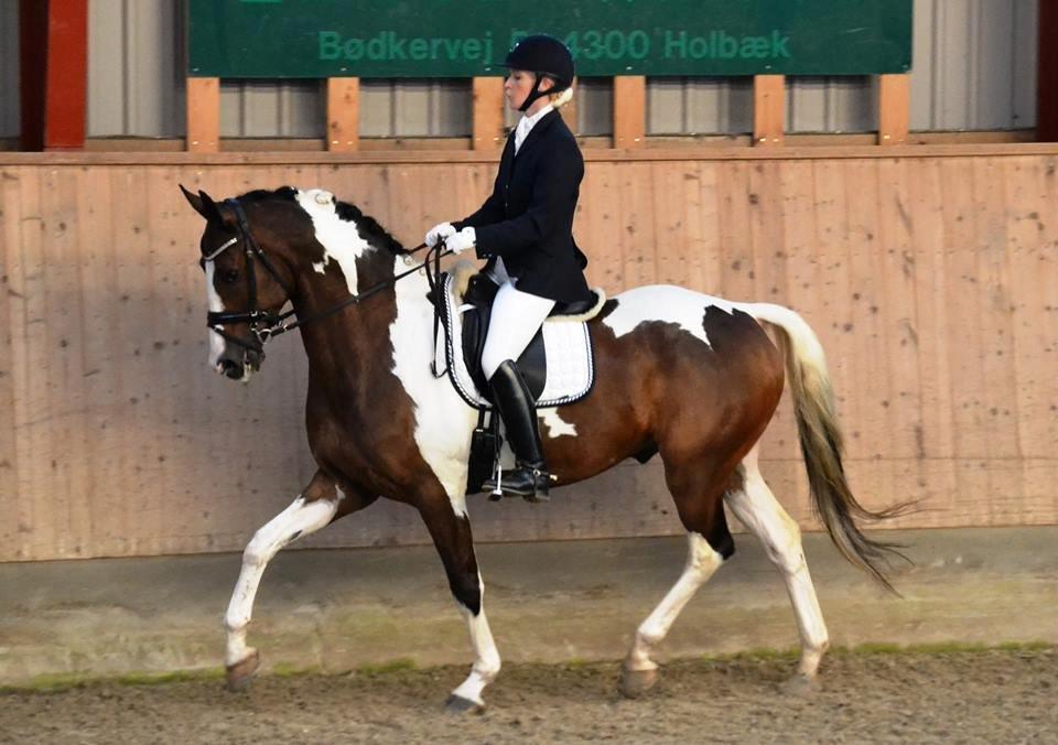 Dansk Varmblod Hedens Pacifique billede 1