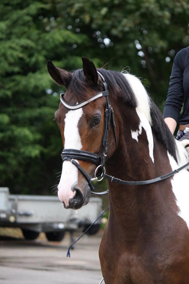 Dansk Varmblod Hedens Pacifique billede 4