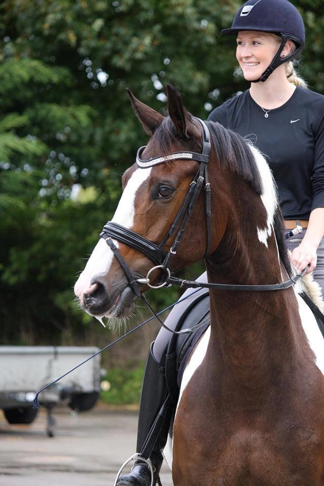 Dansk Varmblod Hedens Pacifique billede 13