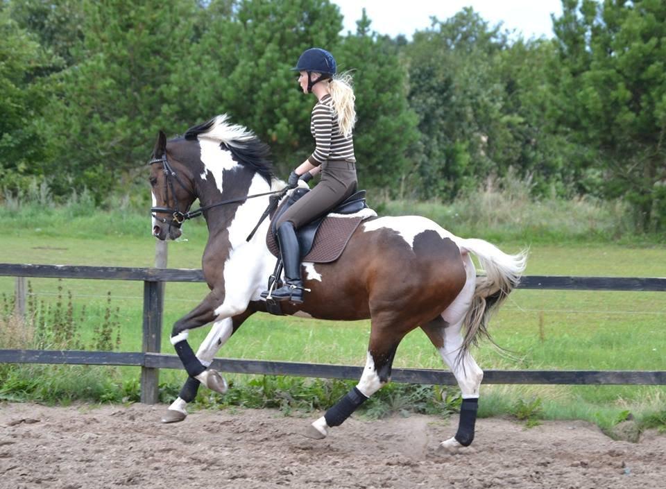 Dansk Varmblod Hedens Pacifique - Da jeg prøvede ham :) billede 15