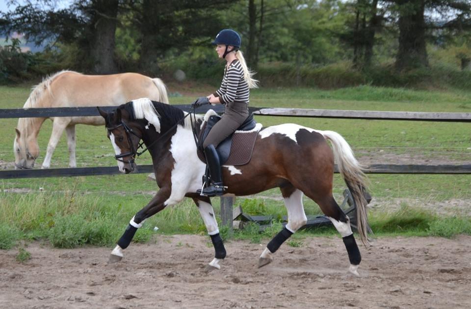 Dansk Varmblod Hedens Pacifique - Da jeg prøvede ham :) billede 14