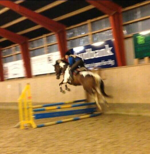 Dansk Varmblod Hedens Pacifique billede 2