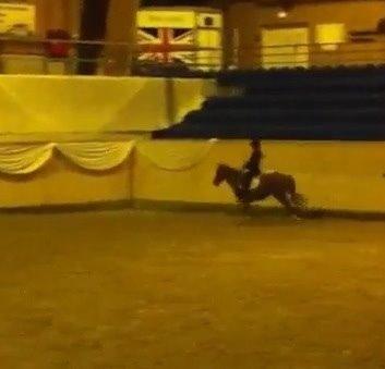 Anden særlig race Mellody billede 1