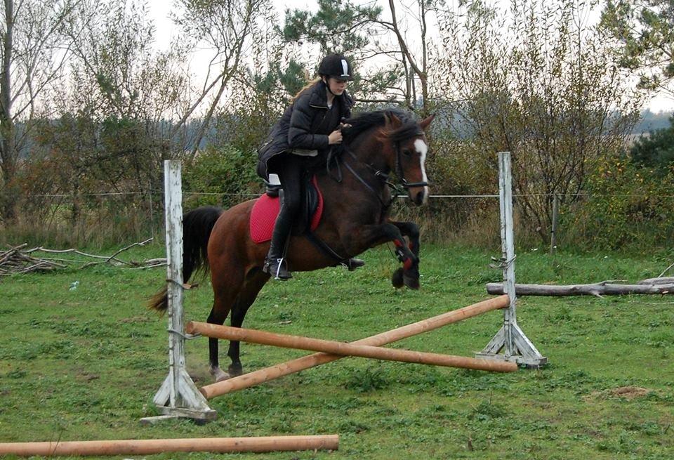 Welsh Partbred (Sec F) Frenja billede 2