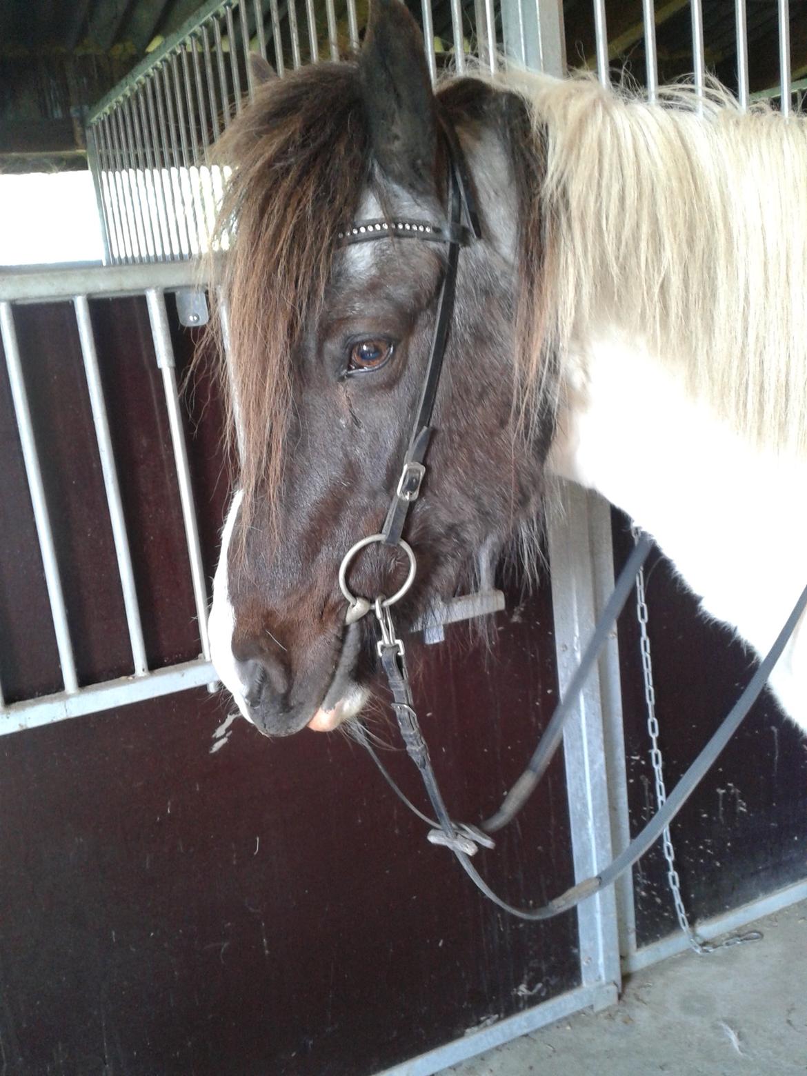 Islænder Milla billede 13