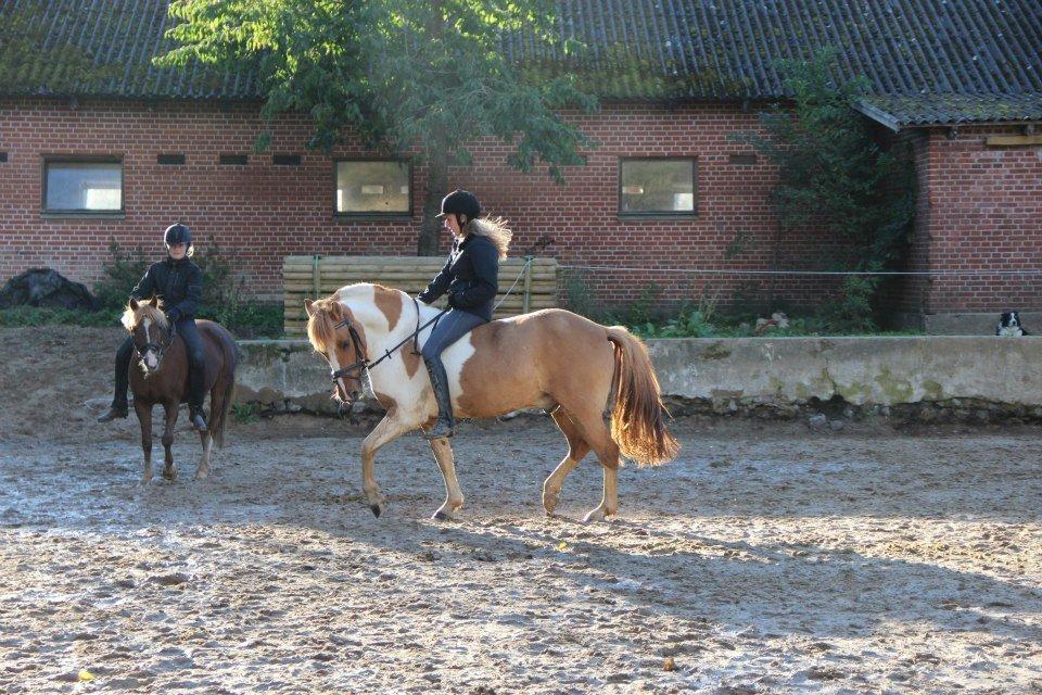 Anden særlig race Felix billede 11