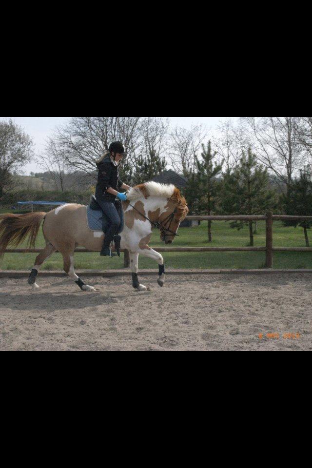 Anden særlig race Felix billede 7