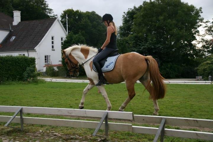 Anden særlig race Felix billede 3