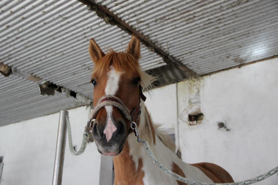 Anden særlig race Felix billede 31