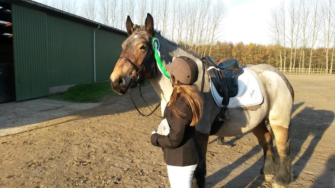 Belgier Beatrice af Skelmosegaard billede 7