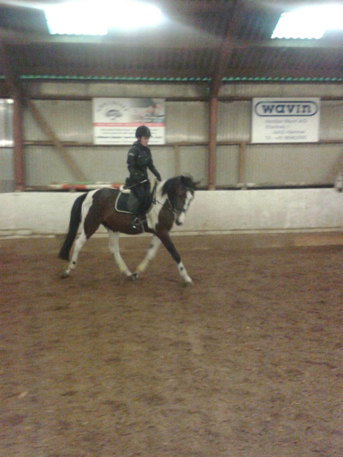 Anden særlig race Refsgaards Mon´Cheri. SOLGT billede 5