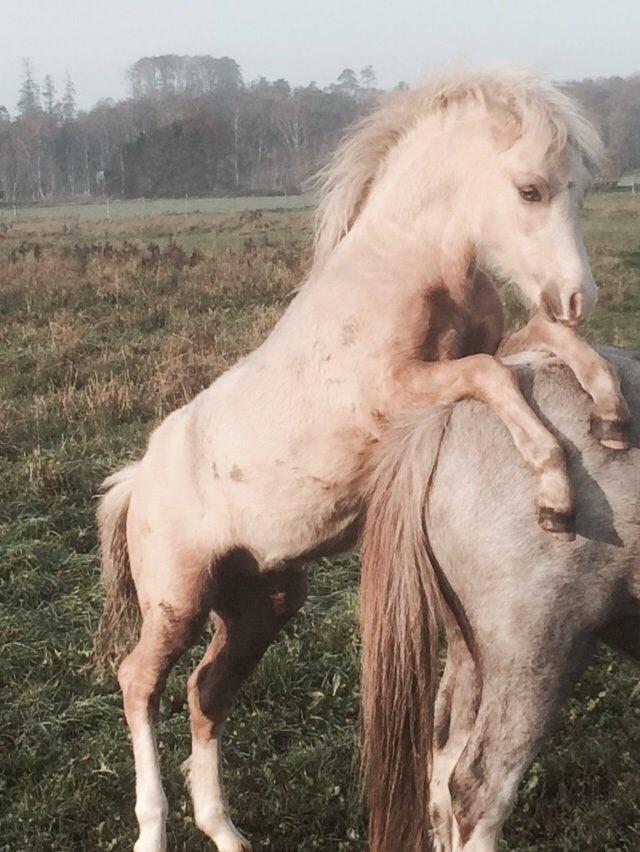 Welsh Mountain (sec A) Rosenløvs showman billede 4