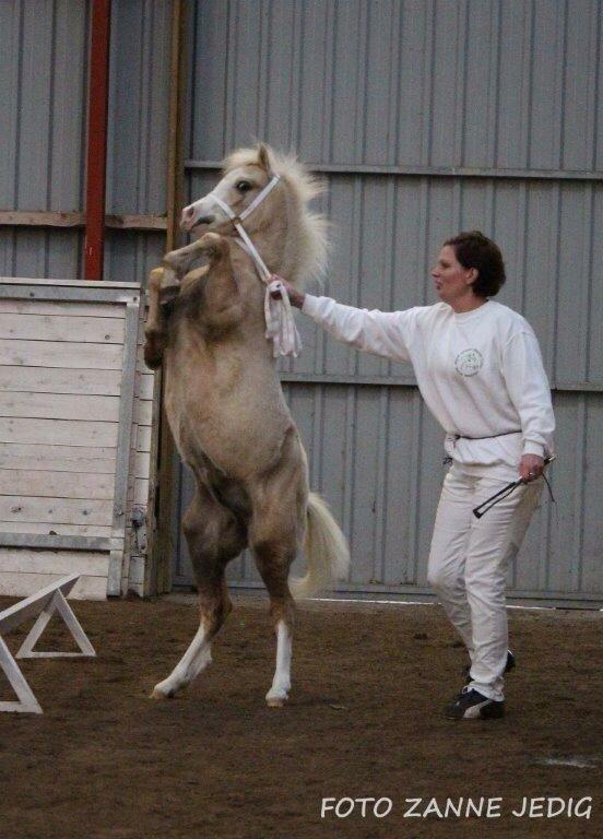 Welsh Mountain (sec A) Rosenløvs showman billede 5