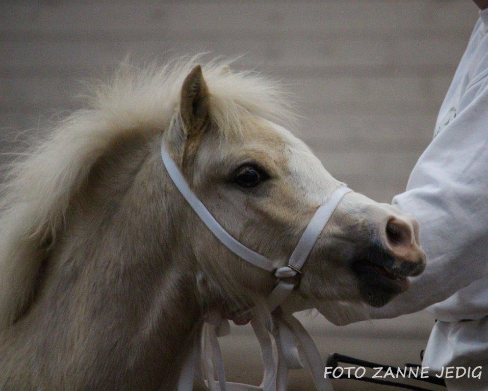 Welsh Mountain (sec A) Rosenløvs showman billede 7