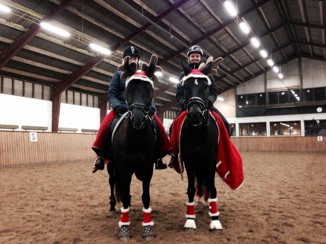 New Forest Remontes Sweet Swing (solgt) billede 7