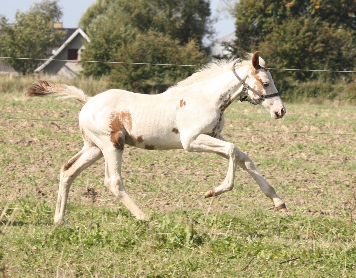 Pinto Marott's Pallido billede 3